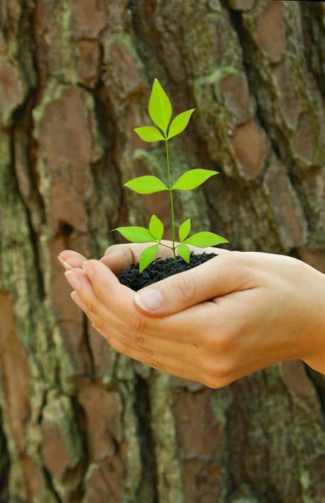 Mains tenant une plante naissante